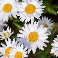 Leucanthemum Flower Seeds for Planting – Heirloom, Non-GMO, High Germination Organic Garden Seeds