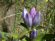 Gentiana Macrophylla Flower Seeds for Planting – Heirloom, Non-GMO, Premium Quality Organic Garden Seeds