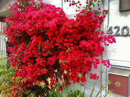 Maroon Bougainvillea Flower Seeds for Planting – Heirloom, Non-GMO, Organic Garden Seeds