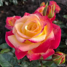 Yellow Red Climbing Rose Flower Seeds for Planting – Heirloom, Non-GMO, High Germination Organic Garden Seeds