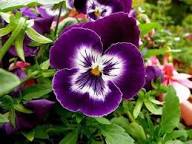 Pansy Viola Flower Seeds for Planting – Heirloom, Non-GMO, High Germination Garden Favorite