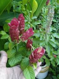 Pink Pachystachys Lutea Flower Seeds for Planting – Perfect for Borders, Heirloom, Non-GMO, High Germination