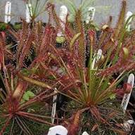 Green Sundew Clip Flower Seeds for Planting – Bright Blooms, Heirloom, Non-GMO, High Germination Organic Seeds