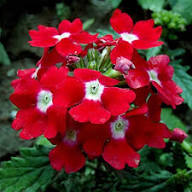 Red White Verbena Flower Seeds for Planting Heirloom Non-GMO High Germination Organic Garden Seeds