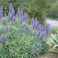 Blue Fastuosum Flower Seeds for Planting – Heirloom Non-GMO, High Germination Organic Garden Seeds