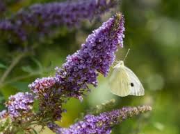 Buddleia Trikolore Flower Seeds for Planting – Heirloom, Non-GMO Premium Quality, High Germination Seeds