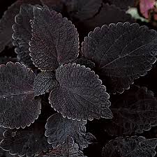 Black Coleus Flower Seeds for Planting – Heirloom Non-GMO, High Germination Organic Garden Seeds