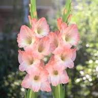 Gladiolus Flower seeds for Planting – Vibrant Colors, Heirloom &amp; GMO Free Seeds for Home Garden, High Germination