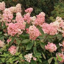 Hydrangea Paniculata Flower Seeds for Planting – Heirloom, Non-GMO, High Germination Organic Garden Seeds
