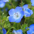 Nemophila menziesii (Baby Blue Eyes) Flower Seeds for Planting – Heirloom & Non-GMO Cool-Season Blooms for Borders and Wildflower Gardens