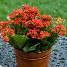 Red Kalanchoe Humilis Flower Seeds for Planting - Heirloom, Non-GMO, High Germination Organic Garden Seeds