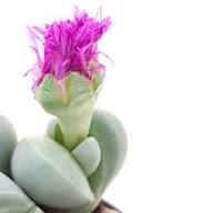 Pink Argyroderma Flower Seeds for Planting – Garden Favorite, Heirloom, Non-GMO, High Germination Organic Garden Seeds