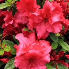 Azalea Flower Seeds for Planting – Heirloom, Non-GMO, High Germination Organic Garden Seeds