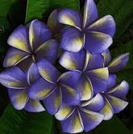 Blue Yellow Frangipani Flower Seeds for Planting | Heirloom Non-GMO Organic Garden Seeds