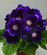 Dark Blue Gloxinia Flower Seeds for Planting | Heirloom Non-GMO High Germination Organic Garden Seeds