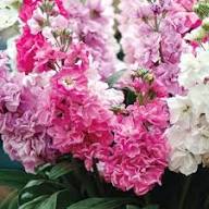 Light Pink Matthiola Flower Seeds for Planting – Colorful Display, Heirloom, Non-GMO, High Germination Organic Garden Seeds