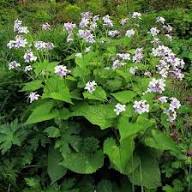 White Lunaria Flower Seeds for Planting – Heirloom, Non-GMO, High Germination Organic Garden Seeds