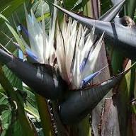 White Strelitzia Reginae House Flower Seeds for Planting – Heirloom, Non-GMO, Fragrant Organic Garden Seeds