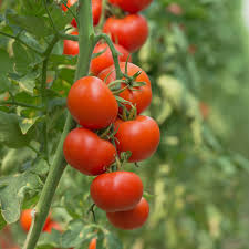 Phoenix Hybrid Tomato Seeds – Heirloom Non-GMO Heat-Tolerant Vegetable Seeds for Planting, Organic Garden Seeds