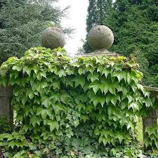 Flower Seeds, Seeds,Seeds For Planting,Plant Seeds