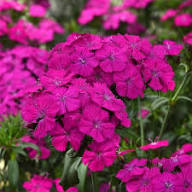 Purple Pink Linifolium Flower Seeds for Planting – Heirloom Non-GMO High Germination Organic Garden Seeds