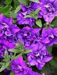 Purple Balsam Camellia Flower Seeds for Planting – Heirloom, Non-GMO, High Germination Organic Garden Seeds