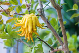 Sarcodactylis Seeds for Planting – Heirloom Non-GMO Rare Fruit Vegetable Seeds with High Germination for Organic Gardens