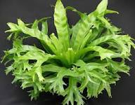 Gray Crested Fern Flower Seeds for Planting | Heirloom Non-GMO High Germination Organic Garden Seeds