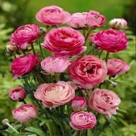 Ranunculus Baby Pink Flower Seeds for Planting | Heirloom Non-GMO Seeds, High Germination