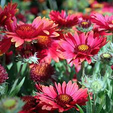 Red Gaillardia Arizona Flower Seeds for Planting – Heirloom Non-GMO High Germination Organic Garden Seeds