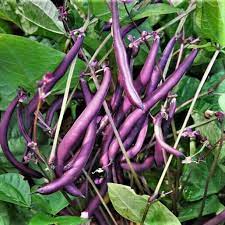 Violet Bean Seeds for Planting – Heirloom & Non-GMO Vegetable Seeds for Nutrient-Rich Garden Harvests