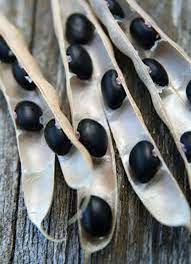 Black White Okra Bean Seeds – Heirloom Non-GMO Unique Vegetable Garden Seeds for Planting, High Germination