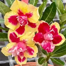 Obesum Flower Seeds for Planting | Fragrant Blossoms | Heirloom Non-GMO High Germination Seeds