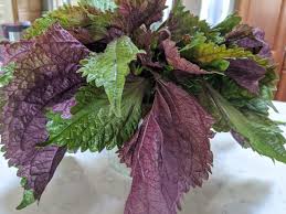 Shiso Leaf Vegetable Seeds for Planting – Heirloom, Non-GMO, High Germination Organic Garden Seeds