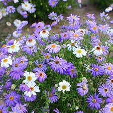 Blue Iberidifolia Flower Seeds for Planting – Heirloom, Non-GMO, Sun Loving, High Germination