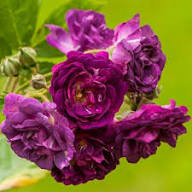 Pink Purple Climbing Rose Flower Seeds for Planting – Heirloom, Non-GMO, High Germination Organic Garden Seeds