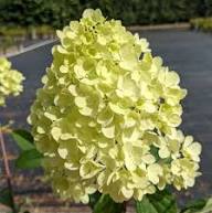 White Vanilla Fraise Flower Seeds for Planting | Heirloom Non-GMO Organic Garden Seeds, High Germination