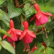 Maroon Red Fuchsia Flower Seeds for Planting - Heirloom, Non-GMO, High Germination Organic Garden Seeds