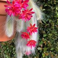 Fresh Monkey Tail Flower Seeds for Planting | Heirloom Non-GMO High Germination Organic Garden Seeds