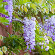 Violet Wisteria Flower Seeds for Planting | Heirloom Non-GMO Organic Garden Seeds, Vibrant Colors, High Germination