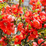 Chaenomeles Flower Seeds for Planting – Heirloom, Non-GMO, High Germination Organic Garden Seeds