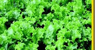 Green Salad Seeds for Planting – Heirloom & Non-GMO Leafy Mix Seeds for Fresh Daily Garden Harvests