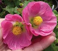 Abutilon Bella Flower Seeds for Planting | Heirloom Non-GMO High Germination