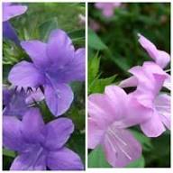 Lavender Dierama Flower Seeds for Planting – Low Maintenance, Heirloom & Non-GMO, High Germination