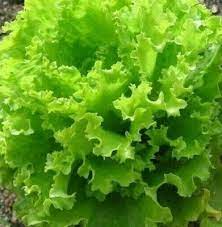 Green Salad Seeds for Planting – Heirloom & Non-GMO Leafy Mix Seeds for Fresh Daily Garden Harvests
