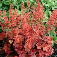 Heuchera Pulchella Flower Seeds for Planting – Bright Blooms, Heirloom, Non-GMO, Organic Garden Seeds