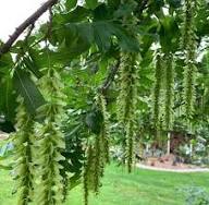 Pterocarya Stenoptera Flower Seeds for Planting | Heirloom Non-GMO High Germination Organic Garden Seeds