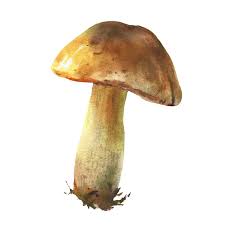 Dark Gray Mushroom Seeds for Planting – Heirloom, Non-GMO Spores, Unique Garden Look – Organic Garden Seeds