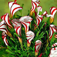 Orange Oxalis Versicolor Flower Seeds for Planting | Heirloom Non-GMO High Germination Organic Garden Seeds