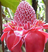 Pink Etlingera Flower Seeds for Planting – Easy to Grow, Heirloom, Non-GMO, High Germination Organic Garden Seeds
